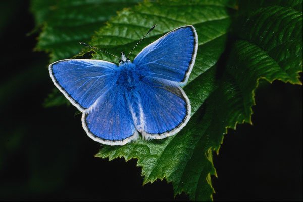 624089 Blue Butterfly A4 Photo Print