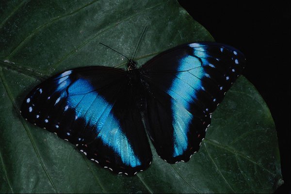 624091 Blue Morpho, South America A4 Photo Print