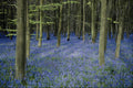 624094 Bluebell Wood Near Axford, Wiltshire, England A4 Photo Print