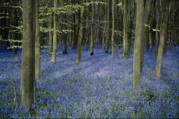 624094 Bluebell Wood Near Axford, Wiltshire, England A4 Photo Print