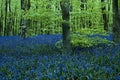 624095 Bluebell Woods A4 Photo Print