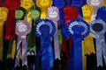 624099 Horseback Riding Rosettes A4 Photo Print