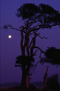 625000 Tree In Moonlight, Salisbury Plain, Wiltshire A4 Photo Print