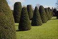 625003 Topiary, Packwood House, Warwickshire A4 Photo Print