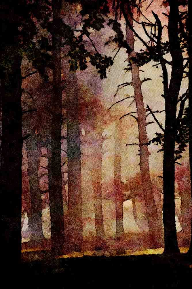 625004 Trees, Tatton Park, Cheshire A4 Limited Edition Watercolour Print