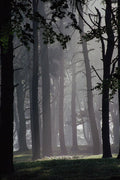 625004 Trees, Tatton Park, Cheshire A4 Photo Print