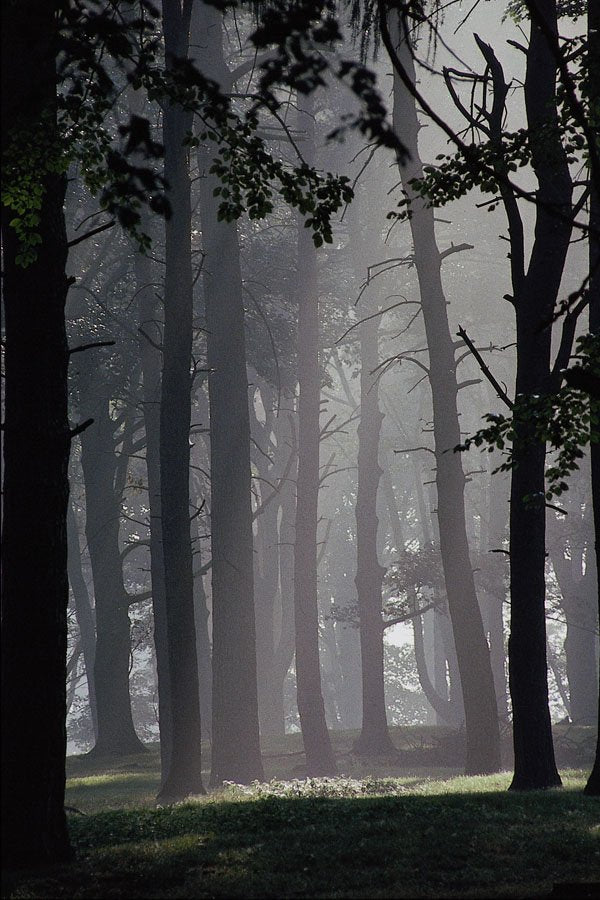 625004 Trees, Tatton Park, Cheshire A4 Photo Print