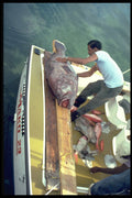 628001 Local Fisherman Has Caught A Small Grouper, Bermuda A4 Photo Print