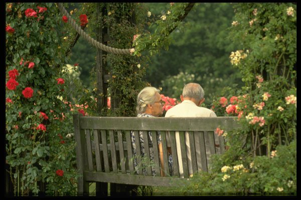 628003 Couple In The Rose Garden, London, England A4 Photo Print