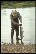 628016 Salmon Cleaned From The Margaree River, Nova Scotia A4 Photo Print