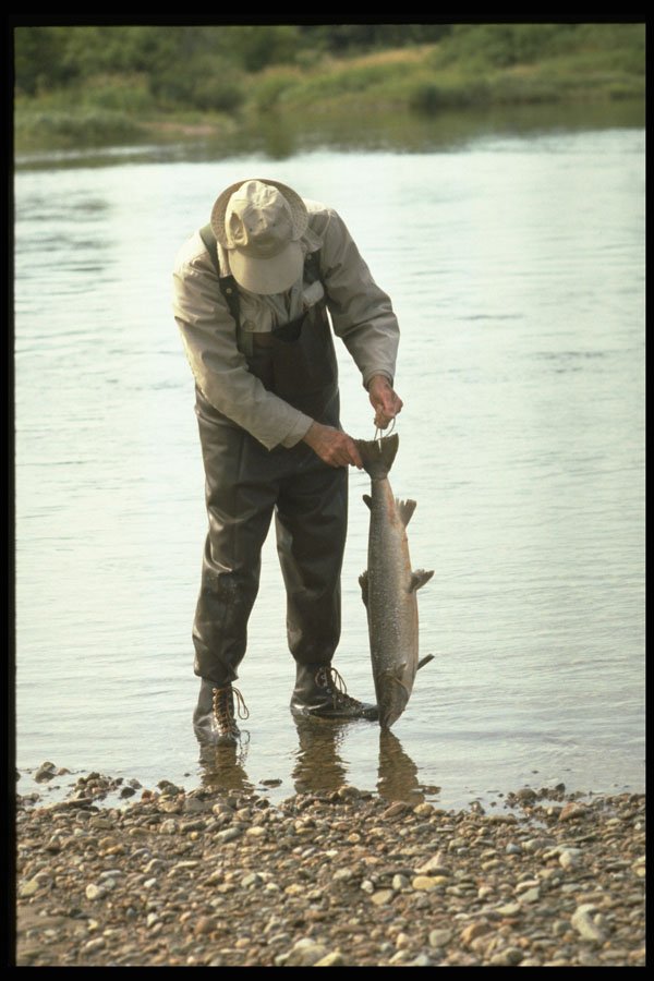 628016 Salmon Cleaned From The Margaree River, Nova Scotia A4 Photo Print