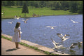 628031 Child With Gulls, Beaver Lake On Mount Royal A4 Photo Print