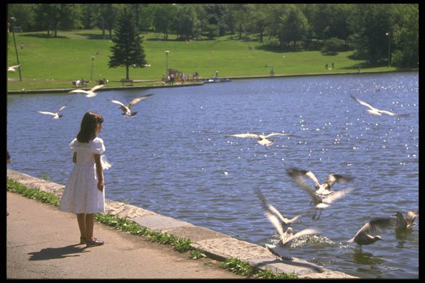 628031 Child With Gulls, Beaver Lake On Mount Royal A4 Photo Print