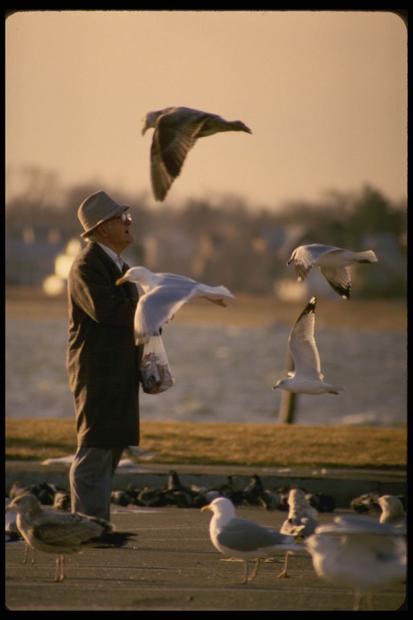 628044 Seagulls And Sunset A4 Photo Print