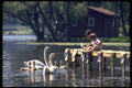 628070 Feeding Swans, Upstate New York A4 Photo Print