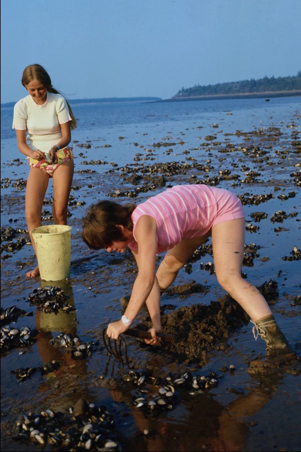 628073 Clam Digging, Nova Scotia, Canada A4 Photo Print