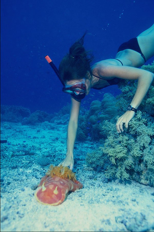 628080 Scuba Diving In The Philippine Islands A4 Photo Print