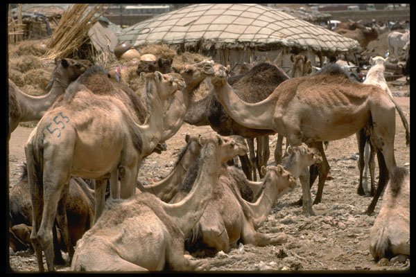629002 Camel Market In Kano, Northern Nigeria A4 Photo Print