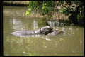 629003 Hippopotamus At Jos Zoo, Jos, Nigeria A4 Photo Print