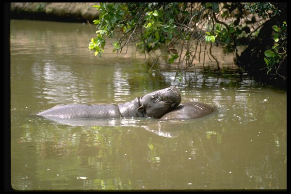 629003 Hippopotamus At Jos Zoo, Jos, Nigeria A4 Photo Print