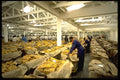 629006 Main Tobacco Auction, Harare, Zimbabwe A4 Photo Print