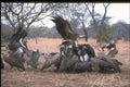 629015 Vultures On Carcass A4 Photo Print