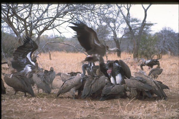 629015 Vultures On Carcass A4 Photo Print