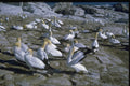 629016 Cape Gannet A4 Photo Print