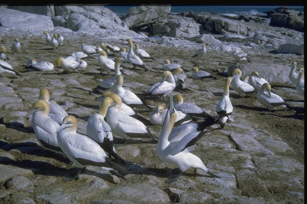629016 Cape Gannet A4 Photo Print