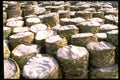 629025 Sacks Of Salt, Gambia A4 Photo Print