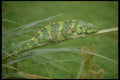 629031 Chameleon, Tanzania A4 Photo Print