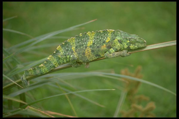 629031 Chameleon, Tanzania A4 Photo Print