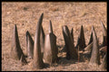 629056 Rhino Horns, Zimbabwe A4 Photo Print