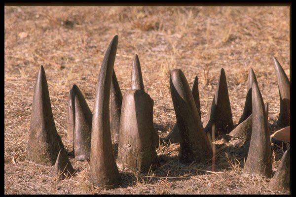 629056 Rhino Horns, Zimbabwe A4 Photo Print