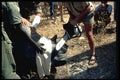 629057 De horning Rhinos With Chain Saw, Zimbabwe A4 Photo Print