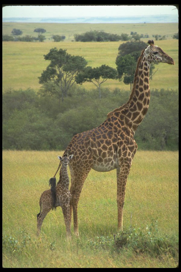 629061 Newborn Giraffe With Mother, Maasai Mara Game Reserve A4 Photo Print
