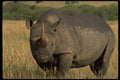 629062 Black Rhinoceros, Maasai Game Reserve A4 Photo Print
