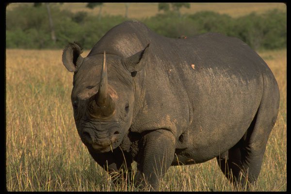 629062 Black Rhinoceros, Maasai Game Reserve A4 Photo Print