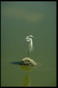 629064 White Egret, Amboselli National Park A4 Photo Print
