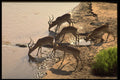 629065 Impala Drinking At River, Samburu National Park A4 Photo Print