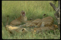 629066 Lion Pride Napping A4 Photo Print