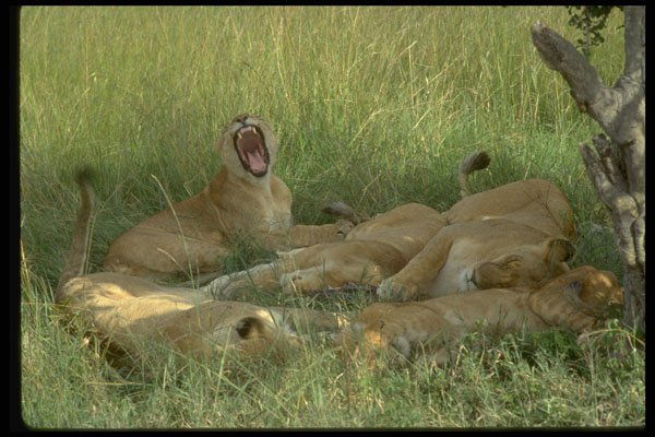 629066 Lion Pride Napping A4 Photo Print