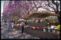 629079 Flower Market, Harare, Zimbabwe A4 Photo Print