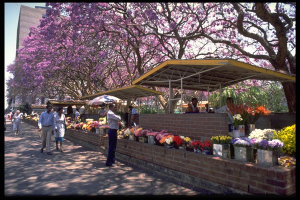 629079 Flower Market, Harare, Zimbabwe A4 Photo Print