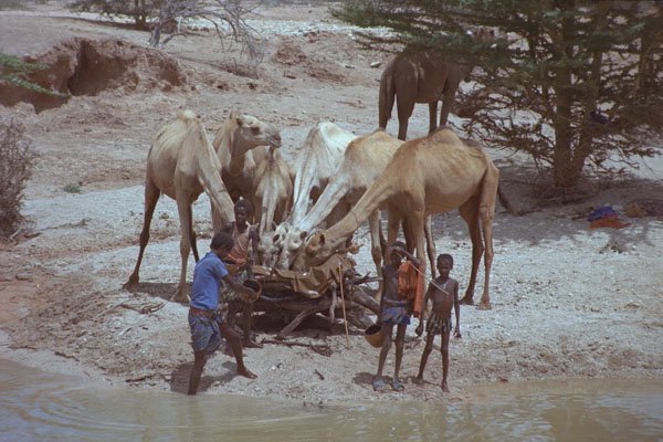 629094 Camels Drinking, Somalia A4 Photo Print