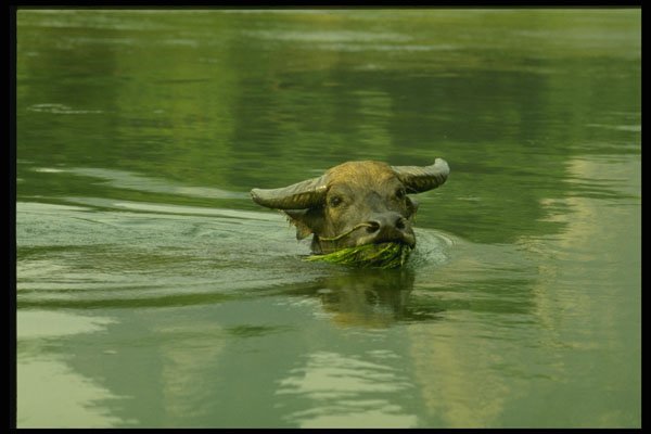 630031 Water Buffalo, Li River A4 Photo Print