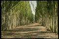 630032 Kashgar Oasis, Xinjiang A4 Photo Print