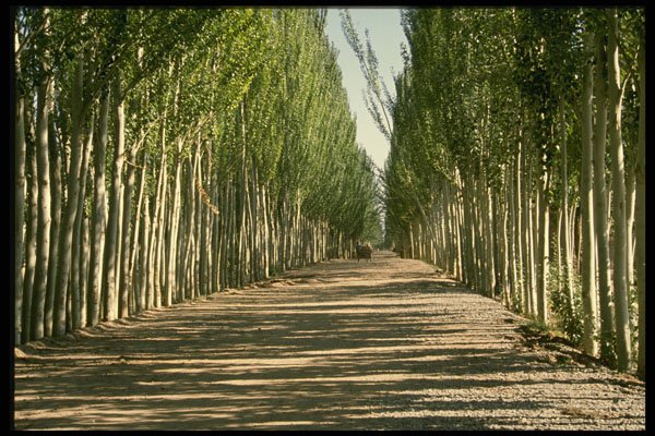 630032 Kashgar Oasis, Xinjiang A4 Photo Print