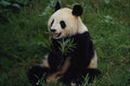 630069 Giant Panda, Sichuan Province A4 Photo Print