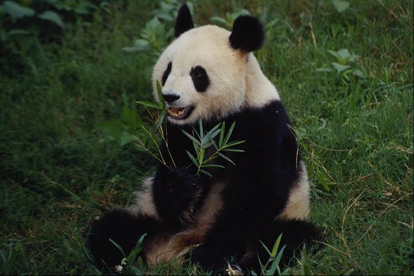 630069 Giant Panda, Sichuan Province A4 Photo Print